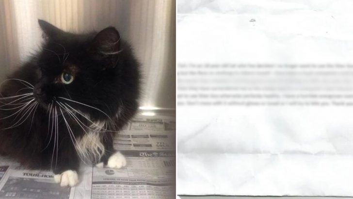 18-Year-Old Cat Left At South Carolina Shelter With A Heartbreaking Note