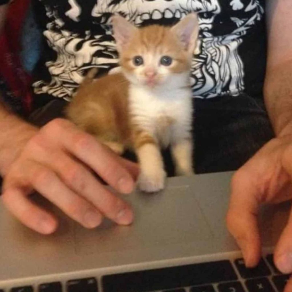 kitten on a laptop