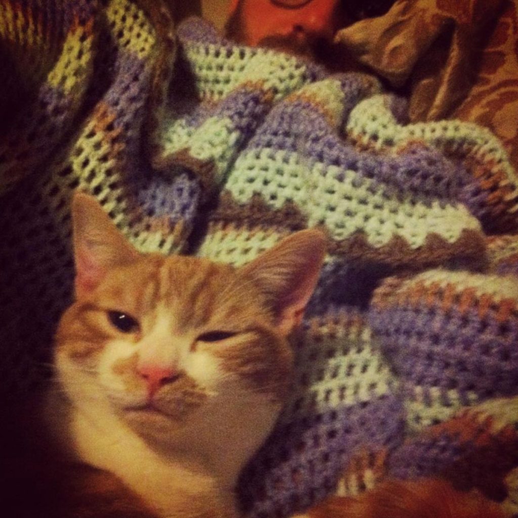 orange cat on a blanket