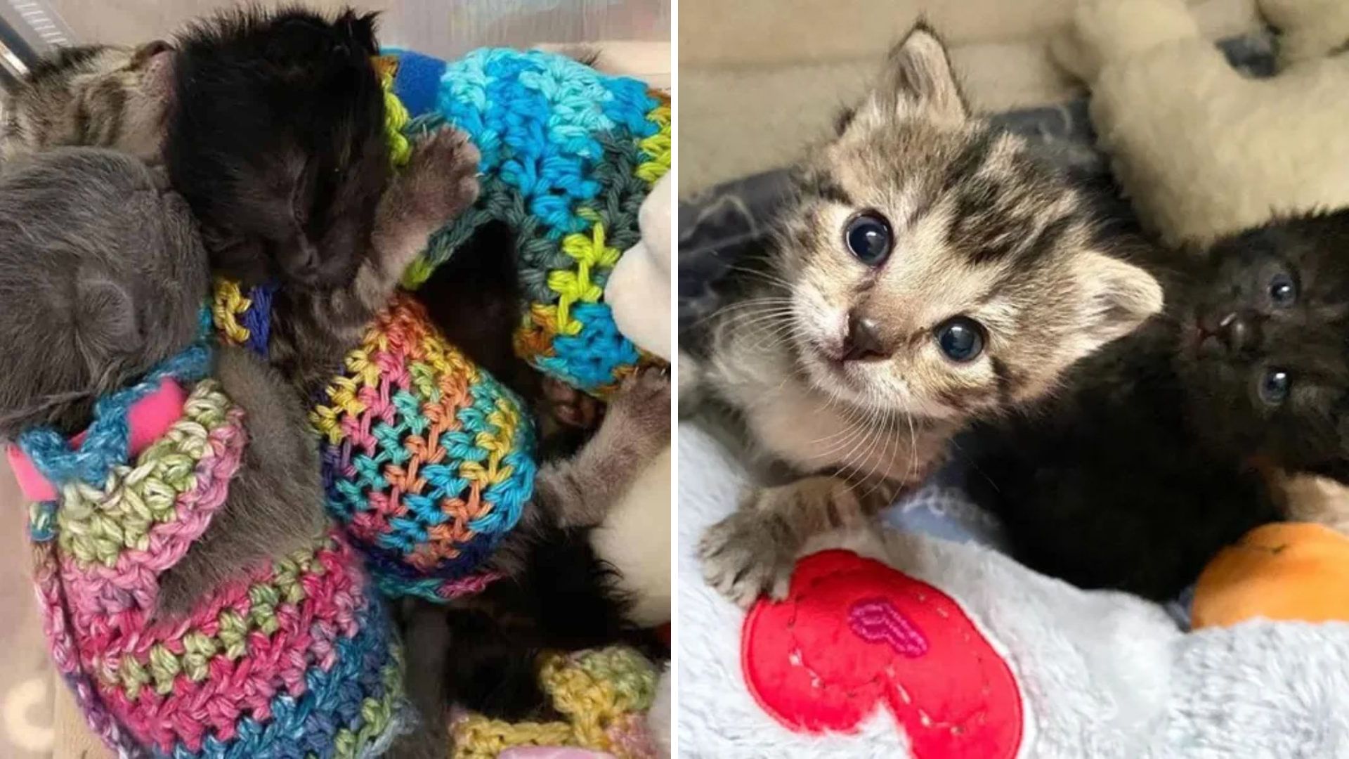 Abandoned Litter Of 5 Kittens Survives Against All Odds Thanks To Loving Foster Mom In Virginia