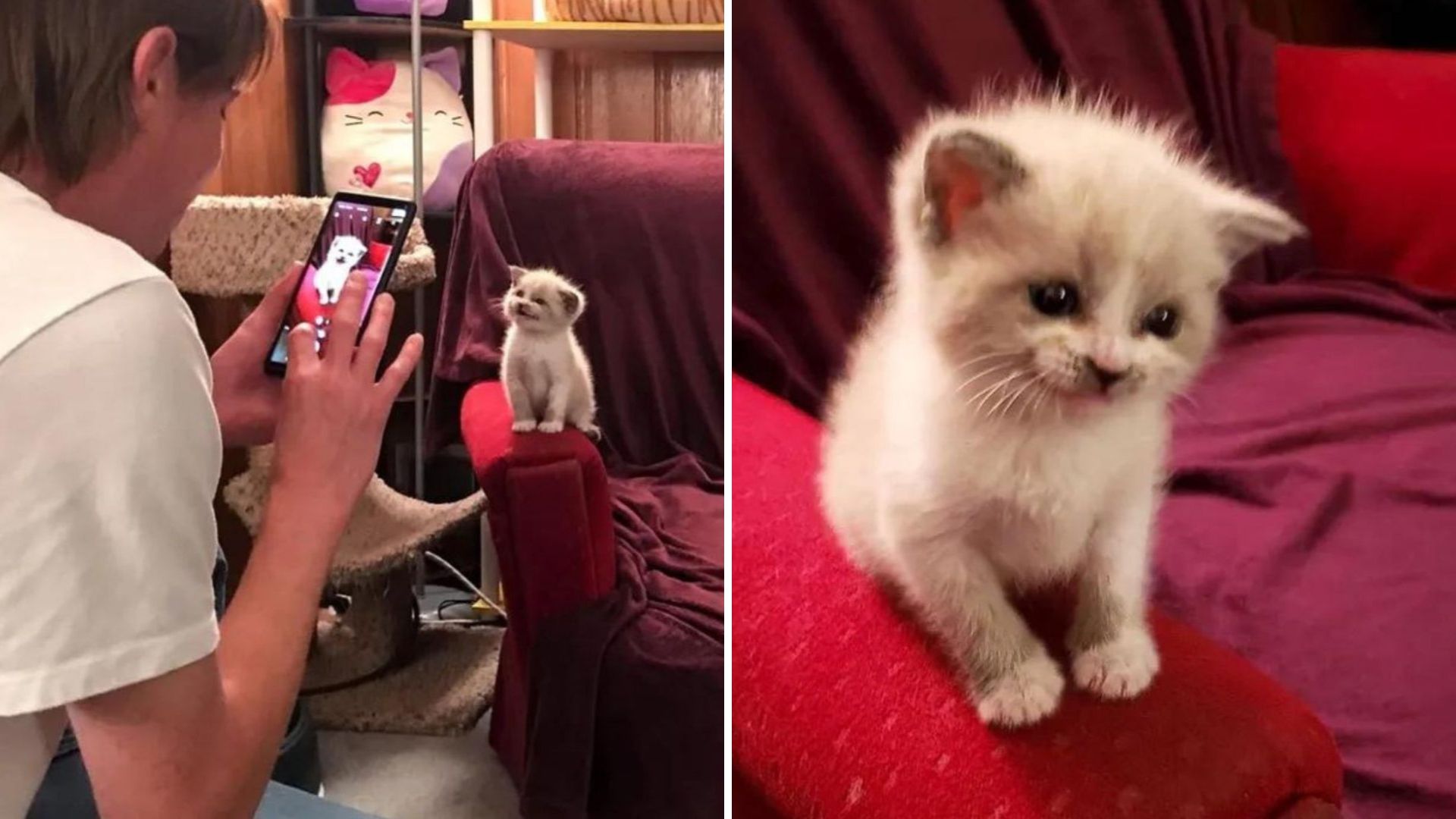 Albuquerque Kitten Smiling For The Camera During Her Photoshoot Will Definitely Make Your Day