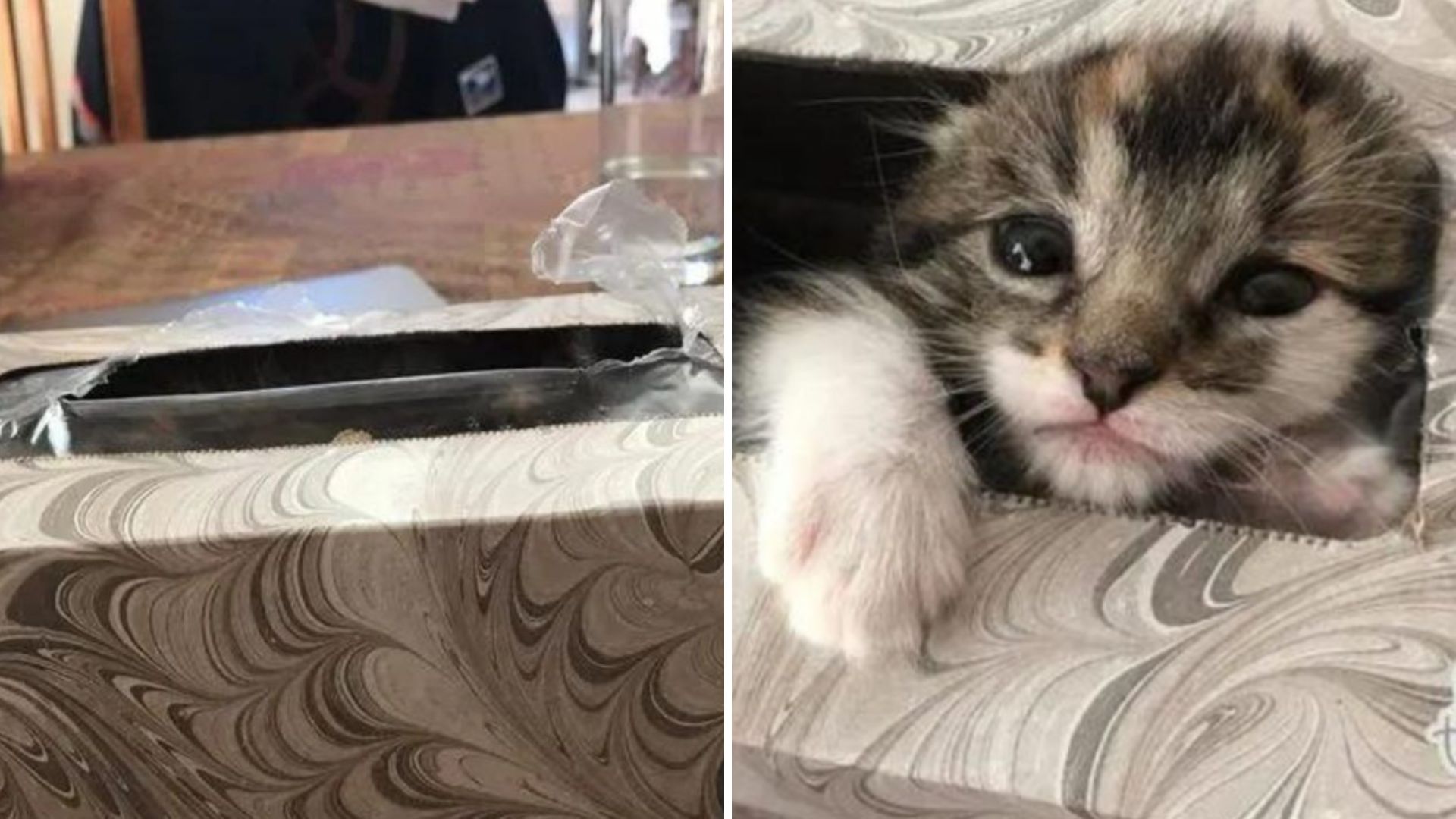 Arizona Woman Finds Her Lost Kitten In A Place No One Could Have Imagined