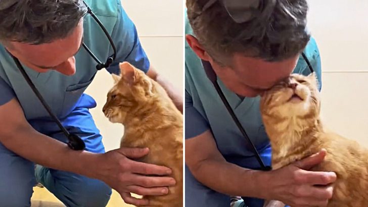 Badly Injured Cat Faced Euthanasia But A Caring Vet Stepped In With A New Plan