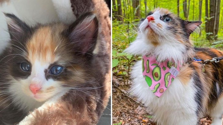 Barn Kitten Desperately Cries After Mom Abandons Her But Then Something Amazing Happens