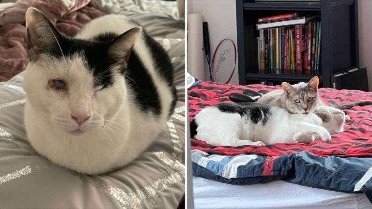 Blind And Deaf Cats In New York Overcome Challenges To Find Forever Love