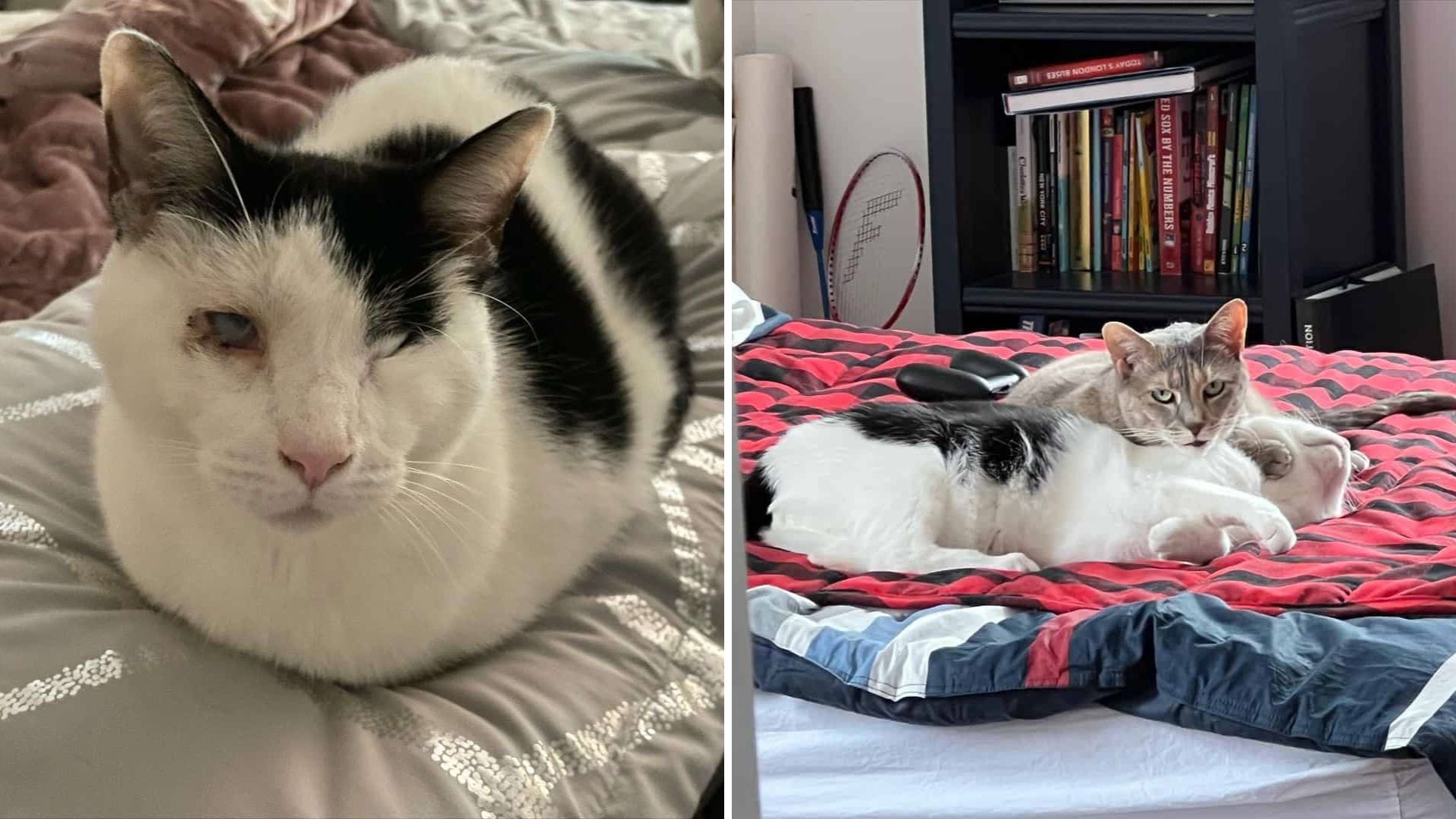 Blind And Deaf Cats In New York Overcome Challenges To Find Forever Love