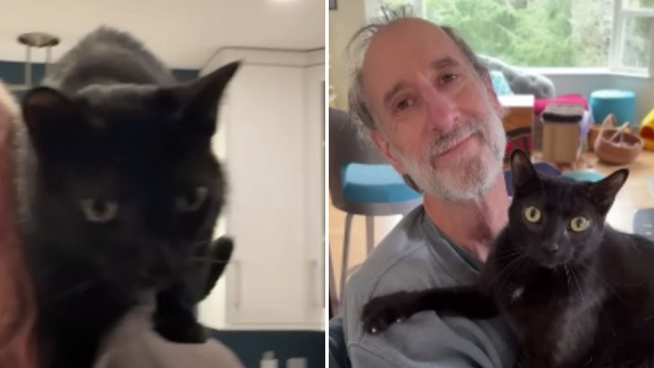 Cat Becomes Emotional Rock For His Owner Throughout Kidney Transplant