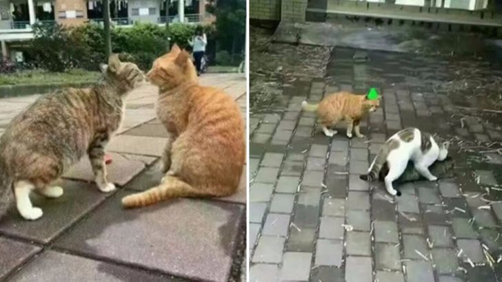 Cat Cheats On Her Boyfriend Right Before His Eyes And His Reaction Is Everything!