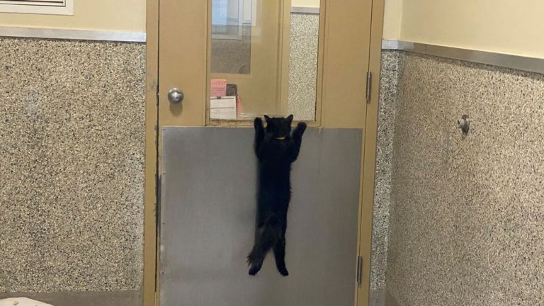 cat clings on the animal shelter dog