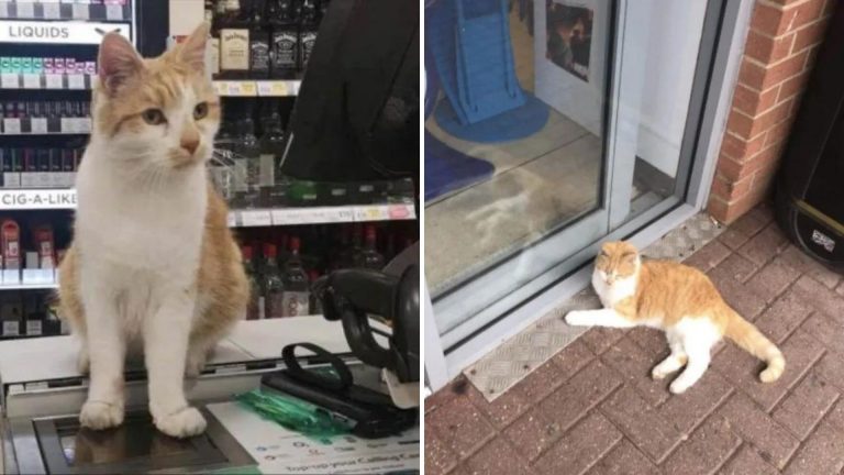 cat in store