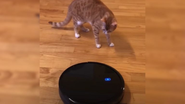 cat and robot vacuum