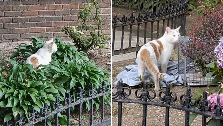 Poor Cat Spends Weeks Trying To Get Inside The Building But His Owner Keeps The Door Closed