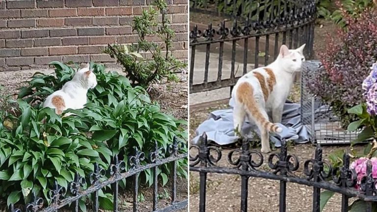 cat tries to get inside building