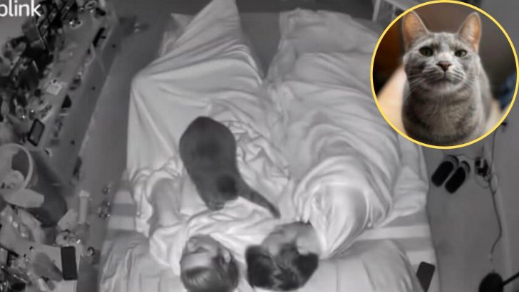 Cat Wakes Up Her New Owners Each Night For The Most Heartwarming Reason