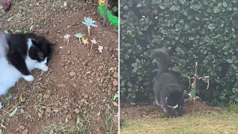 cat on her brothers grave