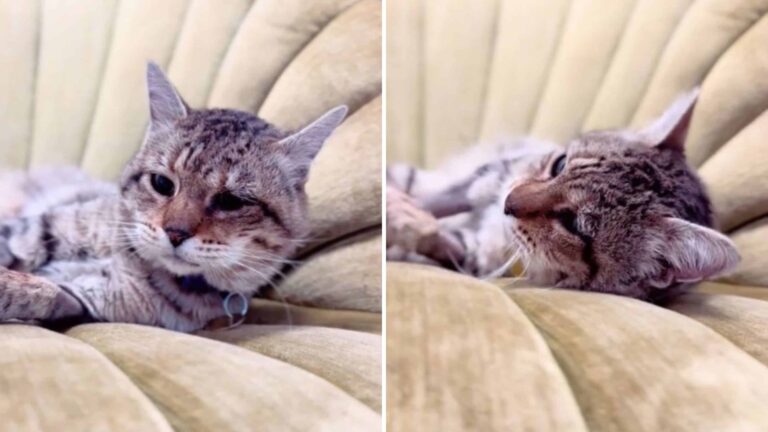 Colorado Stray Cat Finds Comfort In A Soft Chair And Her Reaction Will Melt Your Heart