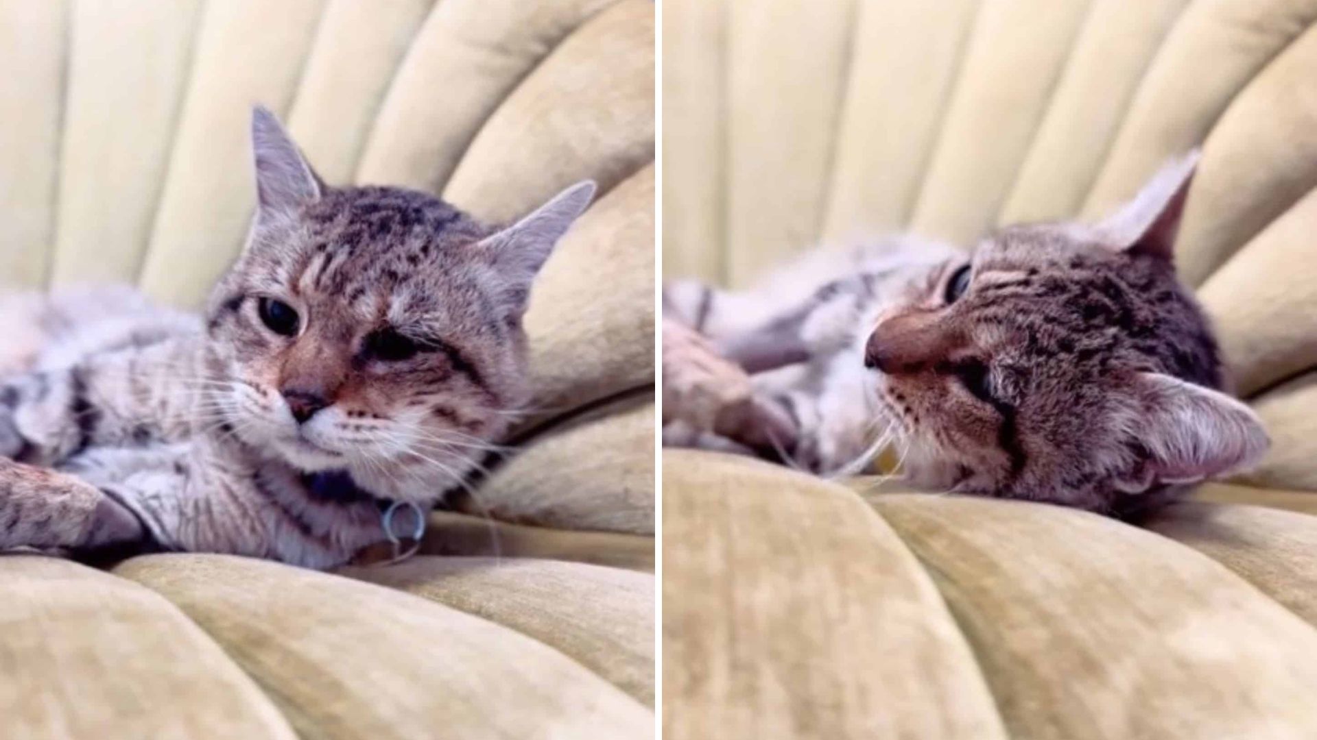 Colorado Stray Cat Finds Comfort In A Soft Chair And Her Reaction Will Melt Your Heart
