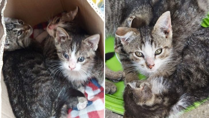 Couple Discovers Three Abandoned Babies In An Overturned Box, Debates Adopting Them All