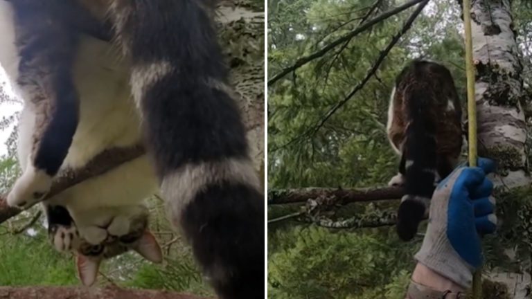 cat stuck on the tree