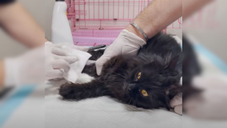 cat in vet clinic