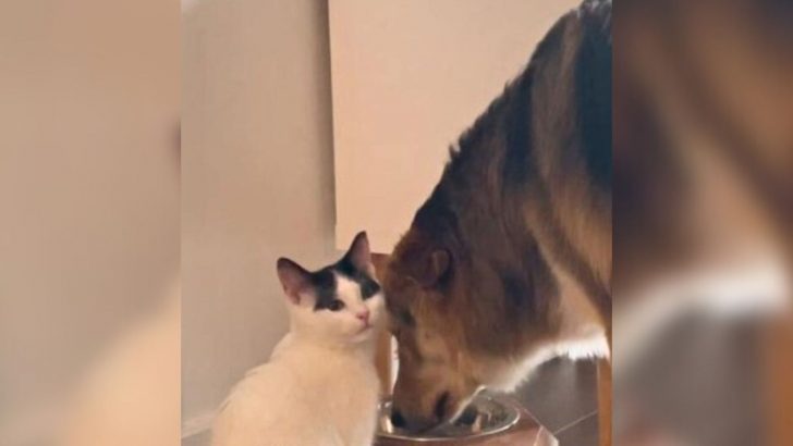 Dog Drinks From Cat’s Bowl And Her Reaction Is Everything!