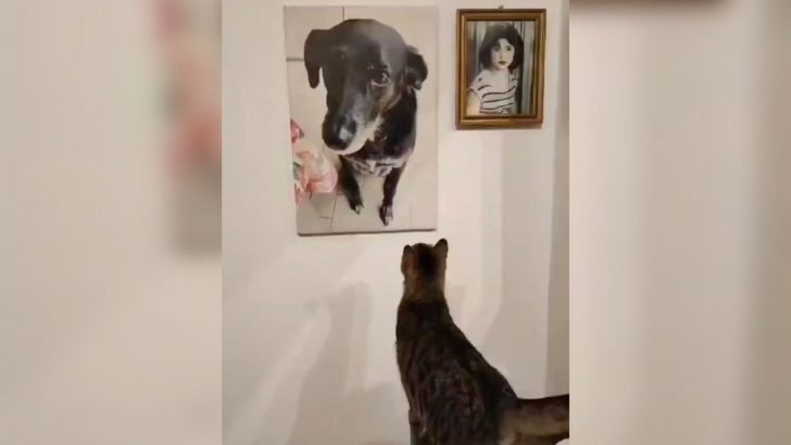 Family Breaks Down After Seeing What Their Cat Did With Their Late Dog’s Portrait