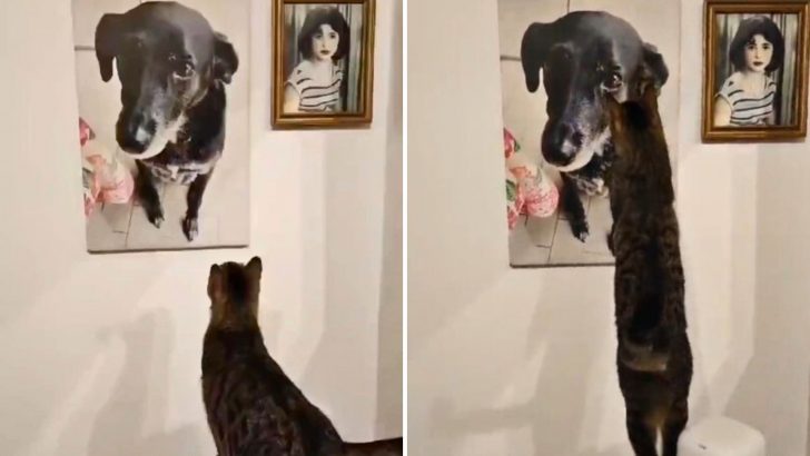 Family Cat Can’t Stop Staring At The Portrait Of His Dog Friend Who Passed Away