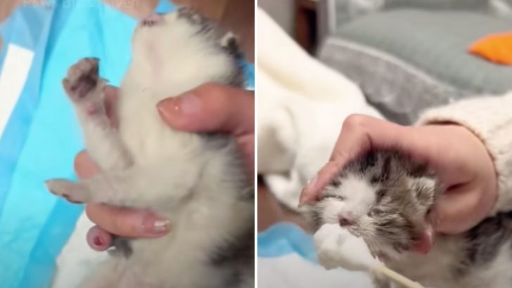 Frozen Kitten Clinging On Car Gets New Lease On Life With A Kind Woman