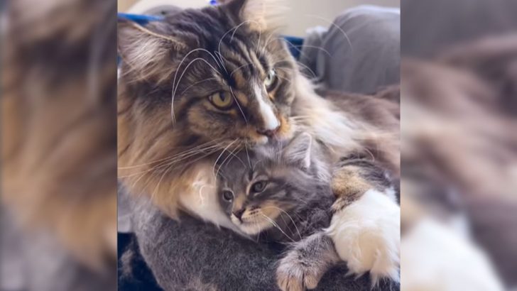 Huge Maine Coon Melts Hearts By Showing His Softer Side When A Tiny Kitten Joins The Family