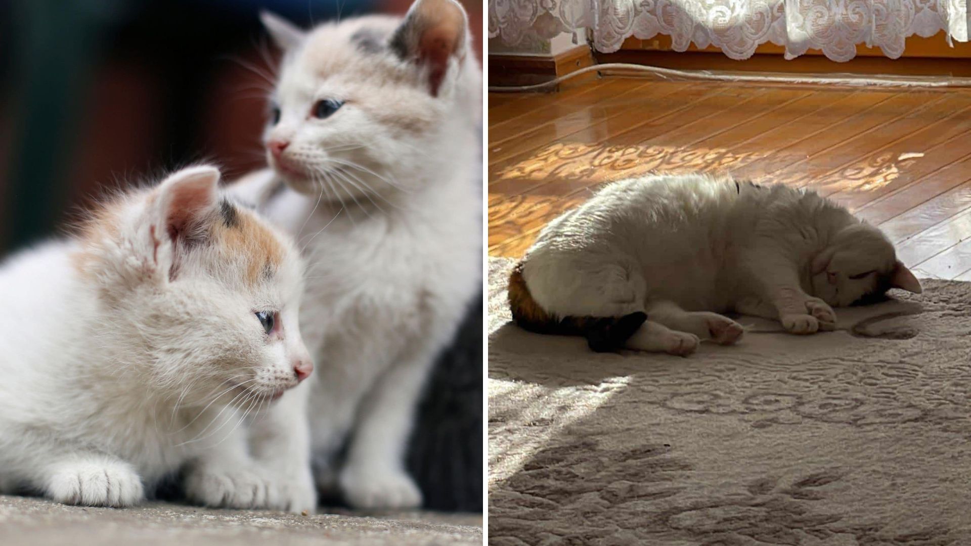 Heartbroken Cat From Seattle Can’t Hold Back Her Tears After Losing Her Closest Companion