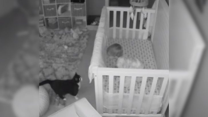 Camera Captures The Heart-Melting Moment Between A Cat And A Toddler