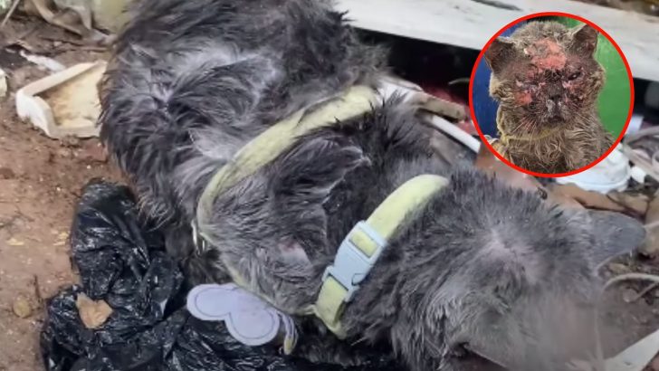 Kind Person Finds Unrecognizable Injured Cat Left By Owner In The Garbage