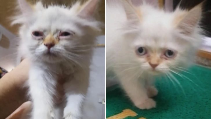 Kitten Considered Ugly Undergoes Stunning Transformation And Becomes An Internet Star