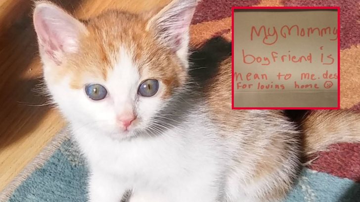 Tiny Kitten Found Abandoned In A Box With A Child’s Heartbreaking Note