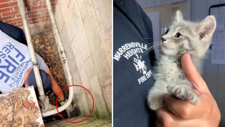 Kitten Saved By Ohio Fire Department Finds A Forever Home With One Of His Rescuers