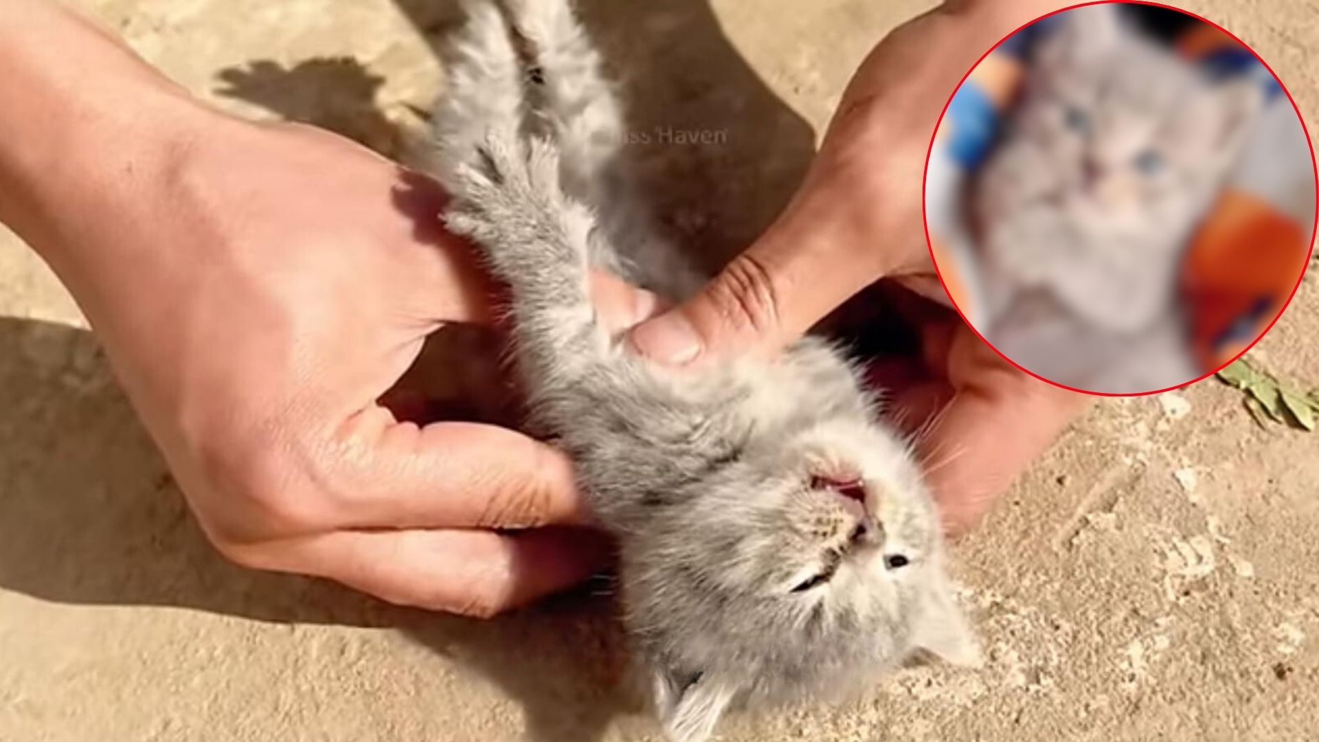 lifeless kitten getting a cpr by man