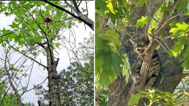 Locals Fear The Worst For Cat Stuck In Tree Only To Witness A Heartwarming Miracle