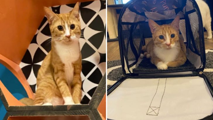 Lonely Foster Cat Sneaks Into Other Pets’ Carriers Hoping Someone Will Adopt Him