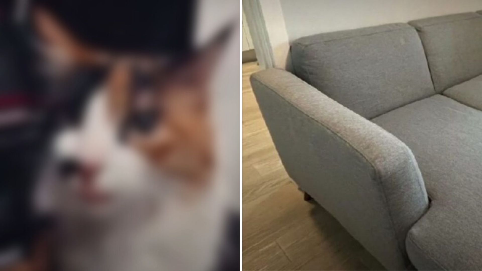 cat hidden inside a couch