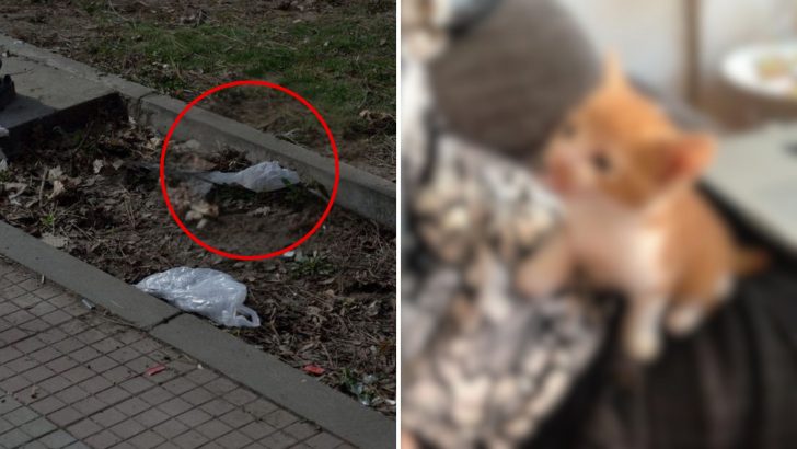 Man Spots A Moving Bag By The Roadside, Comes Closer And Finds A Tiny Soul In Need