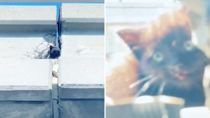 Man Spots Kitten Trapped On 60-Foot Bridge Above Ongoing Traffic, Desperately Crying For Help