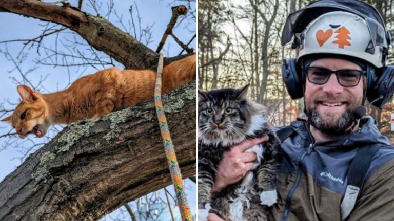 man rescuing cats stuck in trees