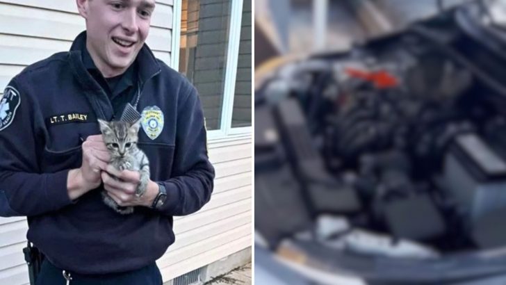 New Jersey Man Rescues Two Tiny Kittens From The Most Unexpected Place