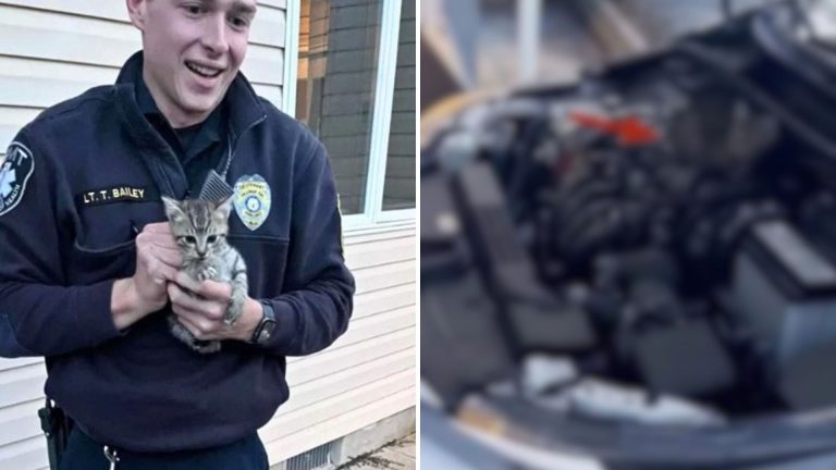 man rescues two kittens