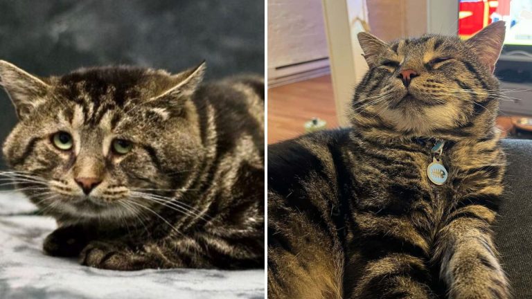 sad shelter cat transformed