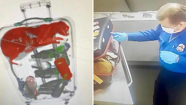 New York Airport Staff Stunned By What They Found Trapped Inside A Suitcase