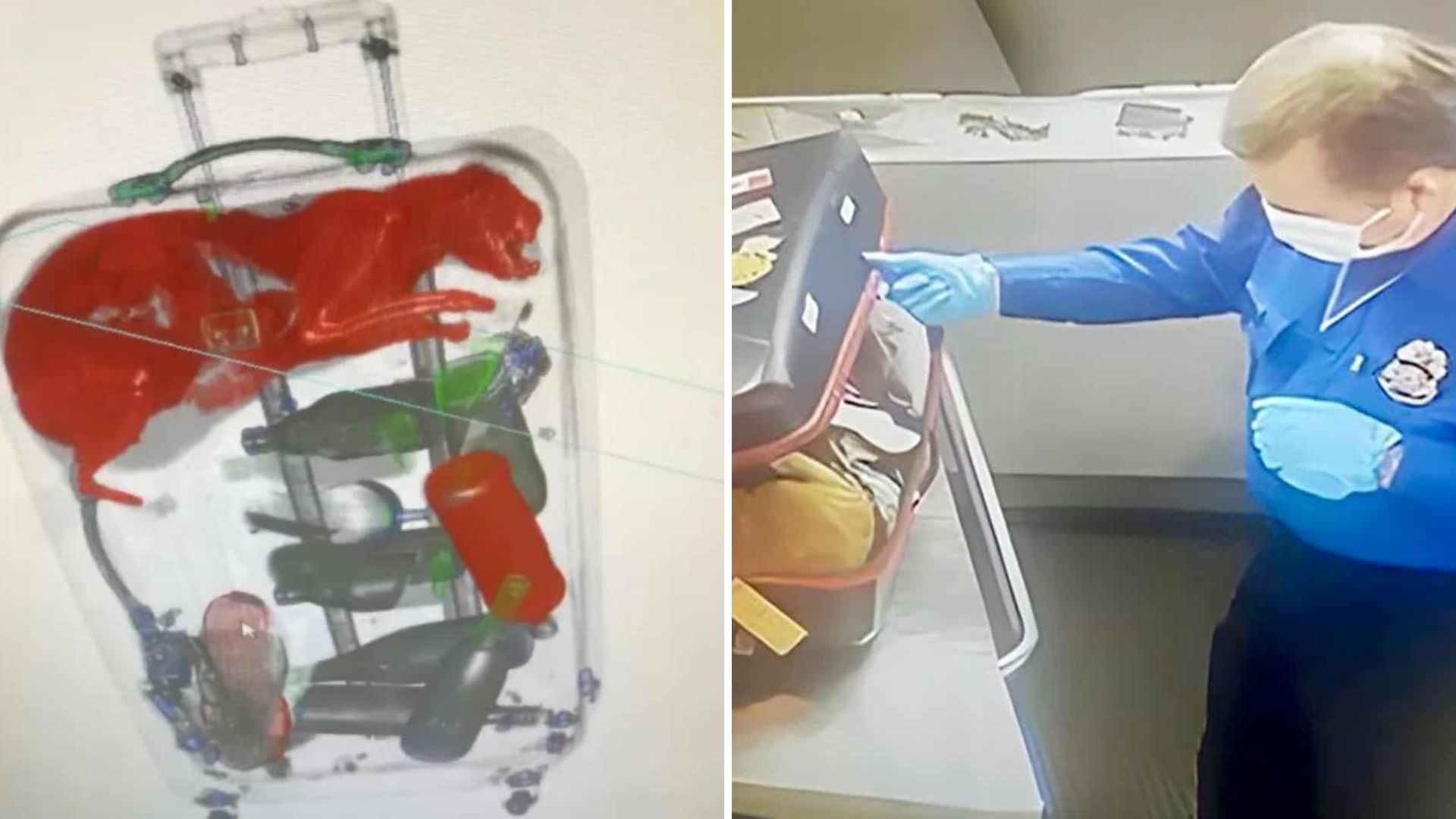 New York Airport Staff Stunned By What They Found Trapped Inside A Suitcase