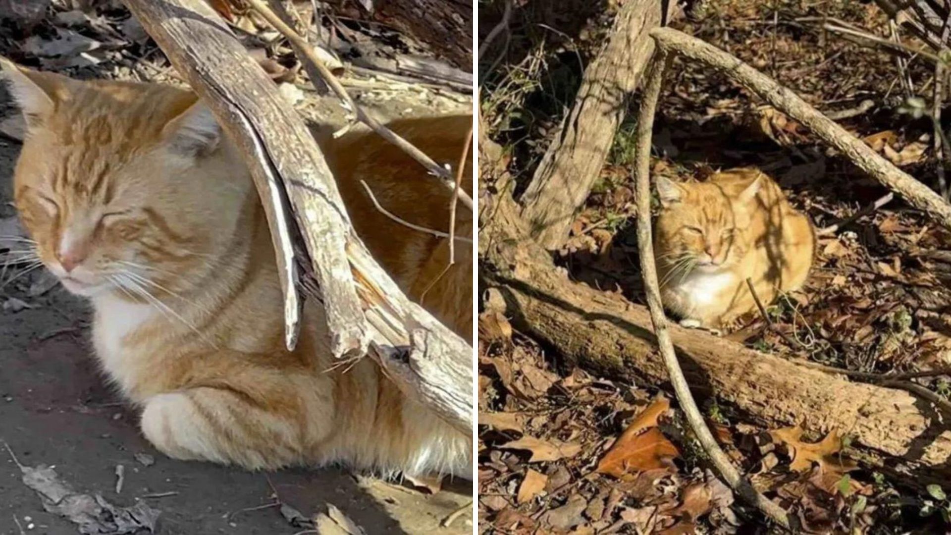 New York Cat Waits Months In Park For Owner Who Never Returns