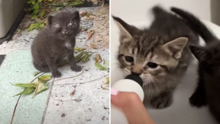 New York Streamer Stunned After Finding Two Sickly Kittens With Severe Eye Infections