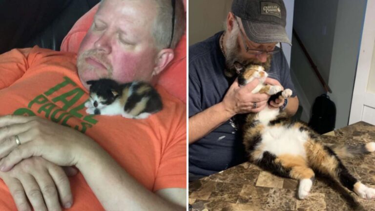 Oregon Study Confirms Cats Form Deep Bonds With Their Humans